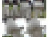 巨尻ちゃんのむっちり白レギンス尻（1）ウォーキング尻、クイコミ巨尻